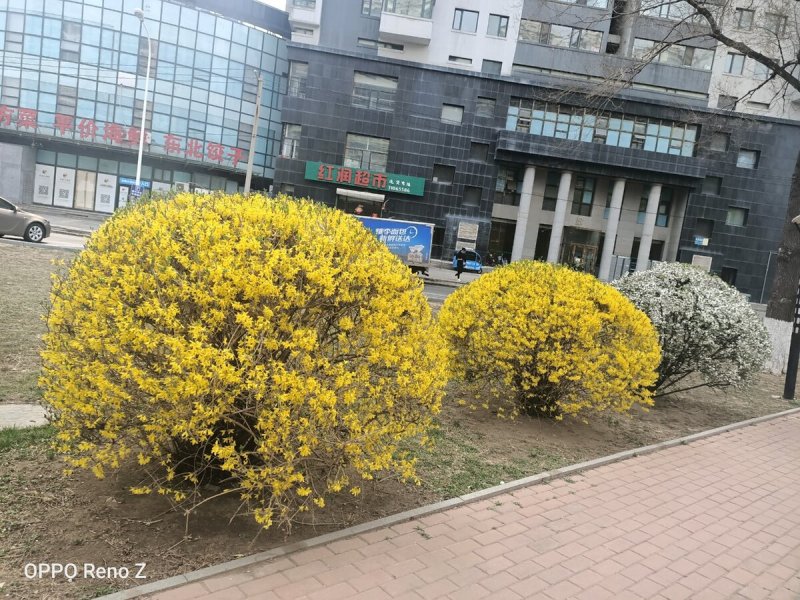 Форзиция и Лаванда
