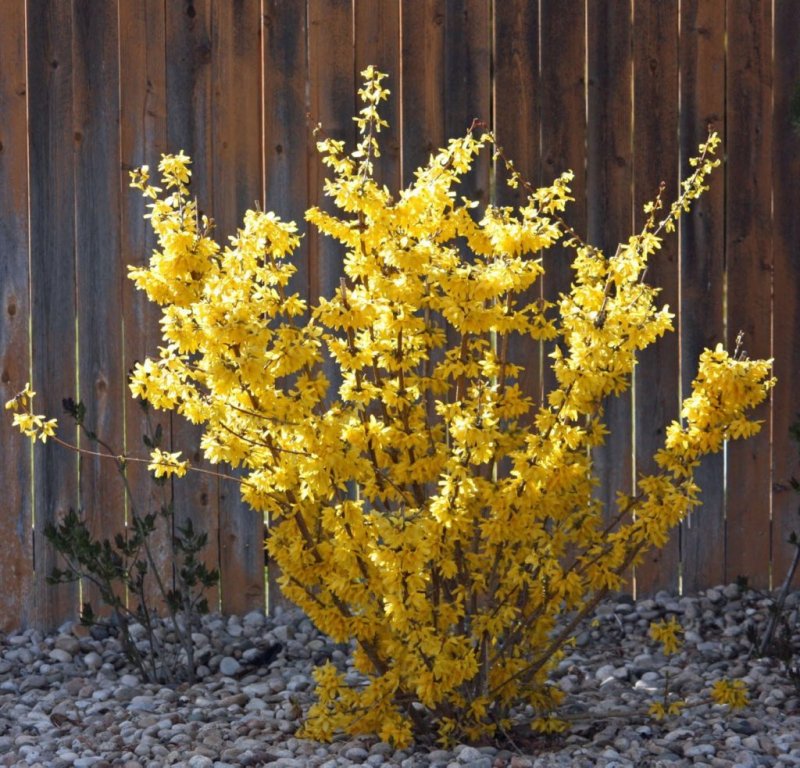 Форзиция промежуточная Lynwood Gold