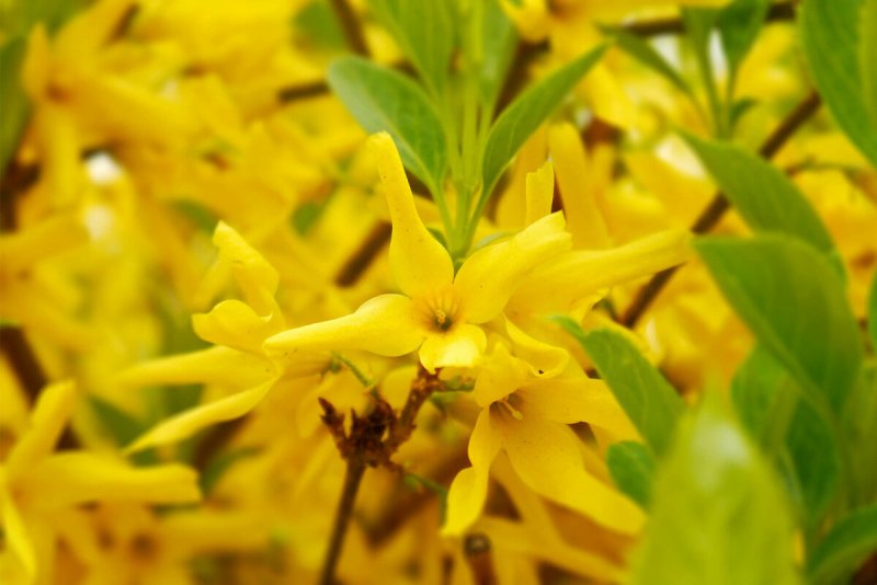 Forsythia Intermedia (форзиция промежуточная) 'Lynwood' = 'Lynwood Gold'