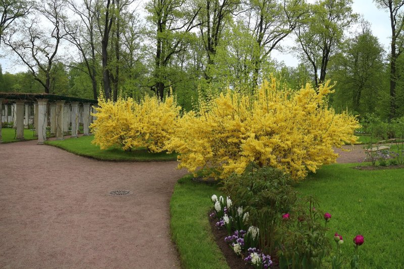 Фортеция кустарник