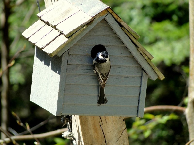 Скворечник Bird стандарт 23х20х35см