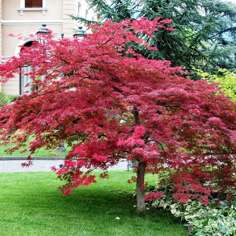 Acer palmatum 'Atropurpureum' - klon palmowy