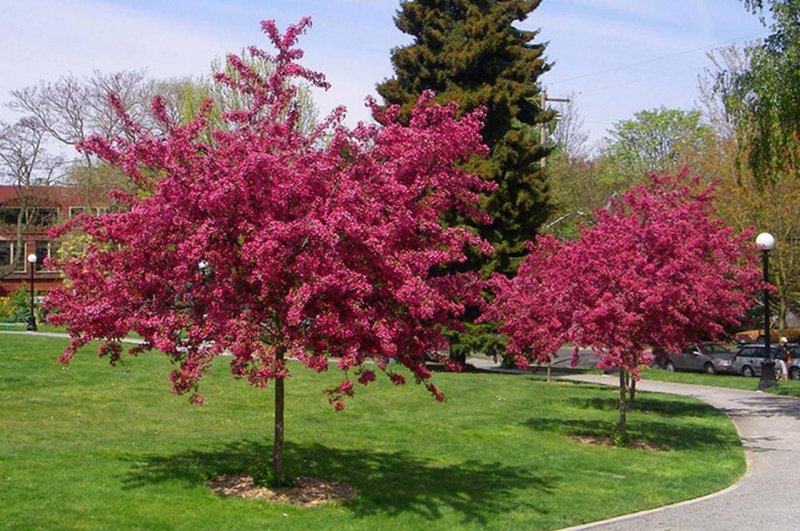 Боярышник laevigata 'Paul's Scarlet'