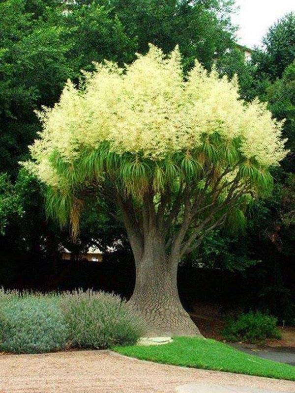 Albizia julibrissin Tree бонсай