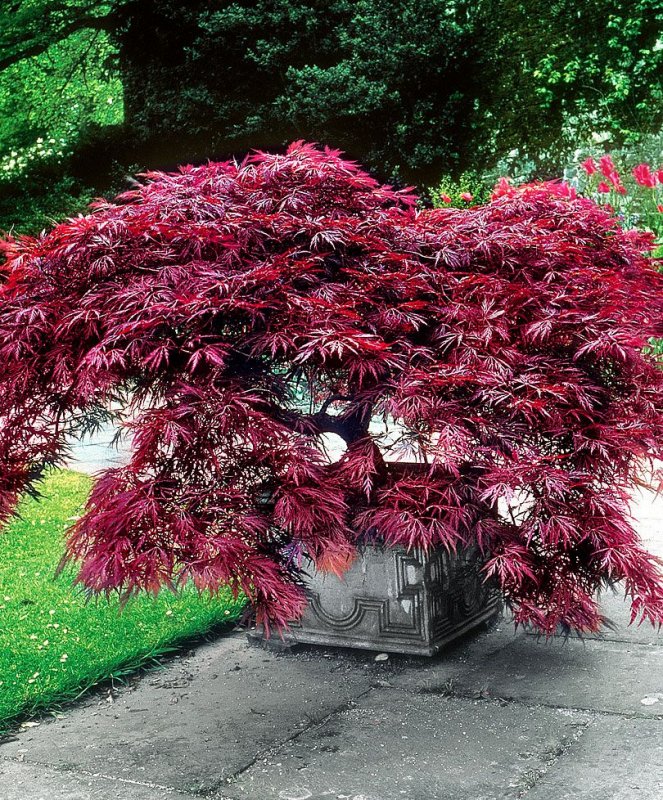 Клён веерный Acer palmatum Atropurpureum