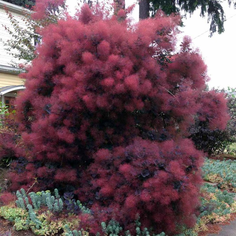 Скумпия Кожевенная Royal Purple