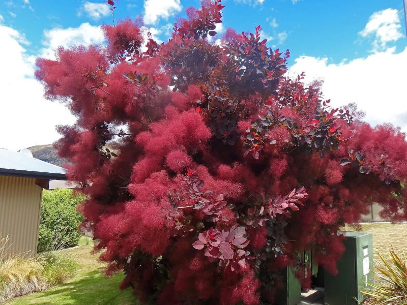 Скумпия Кожевенная (Cotinus coggygria `Royal Purple`)