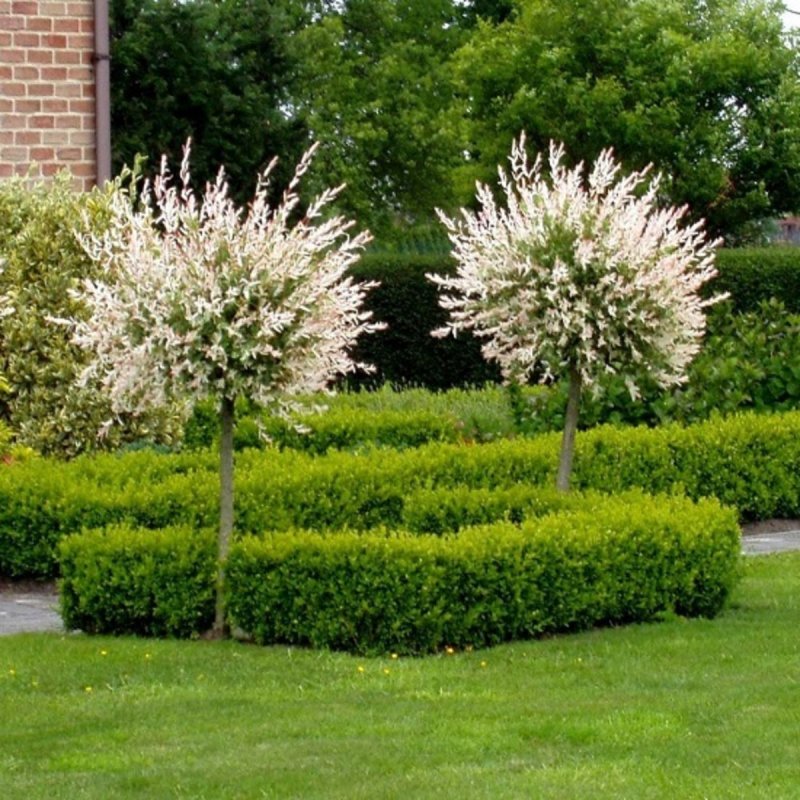 Ива цельнолистная (Salix Integra Hakuro Nishiki)