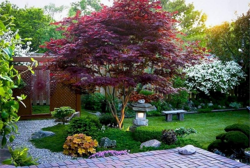Acer palmatum 'Bloodgood'