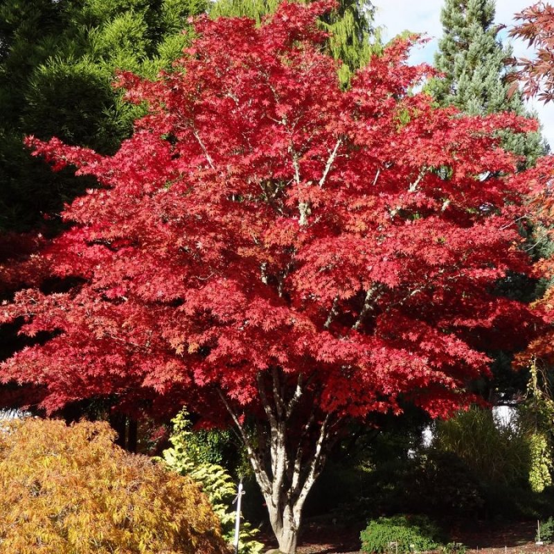 Клен Acer palmatum Atropurpureum