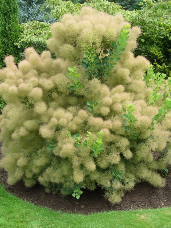 Скумпия Кожевенная (Cotinus coggygria `Royal Purple`)