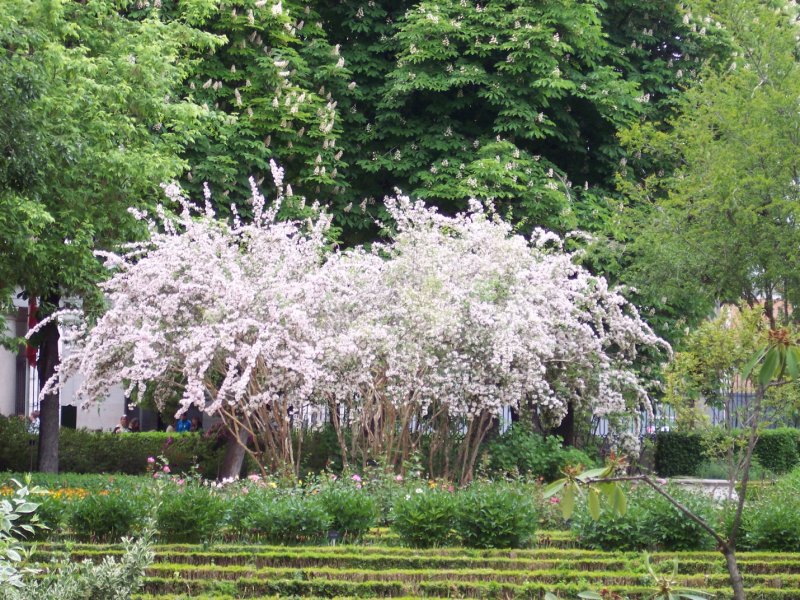 Kolkwitzia amabilis Pink cloud
