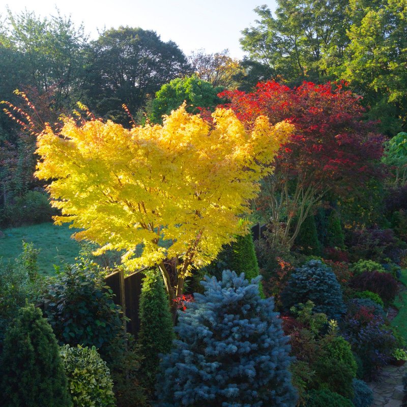 Клен японский Acer palmatum Trompenburg