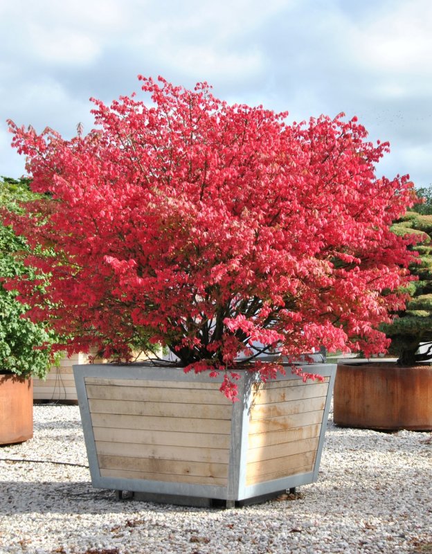 Бересклет Европейский Red Cascade купить