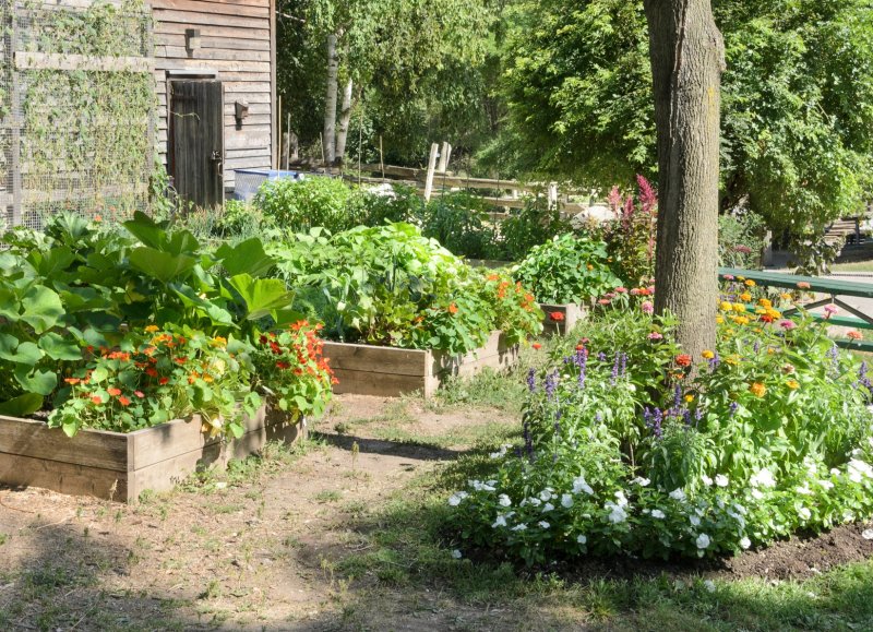 Любимые дачи сады и огороды
