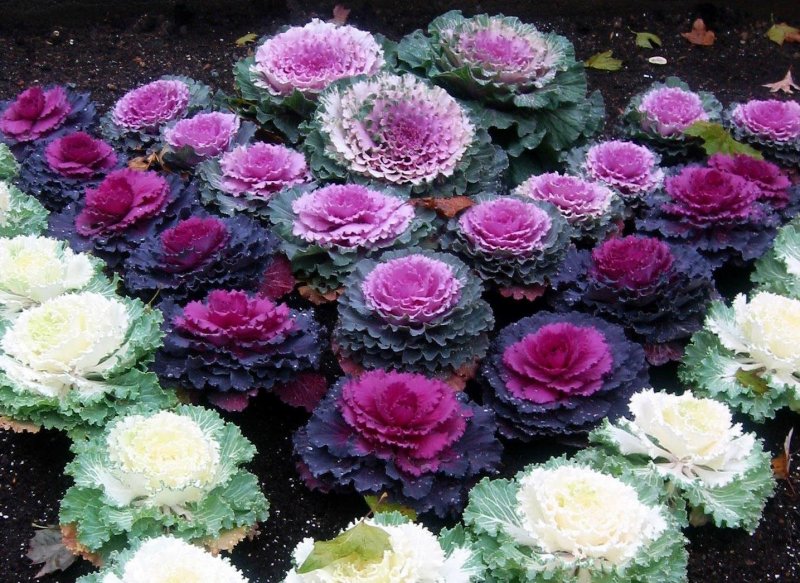 Декоративная капуста Brassica oleracea