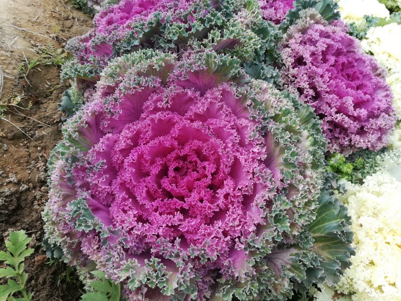 Декоративная капуста курчаволистная