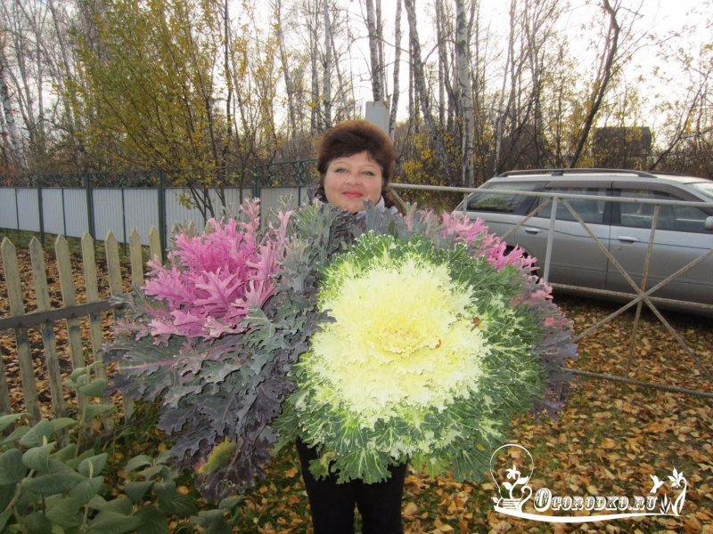 Декоративная капуста на клумбе