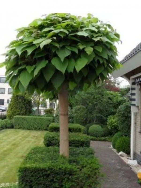 Катальпа bignonioides Nana