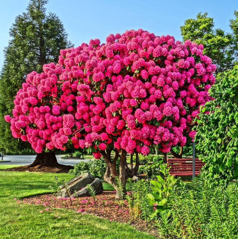 Рододендрон дерево кустарник