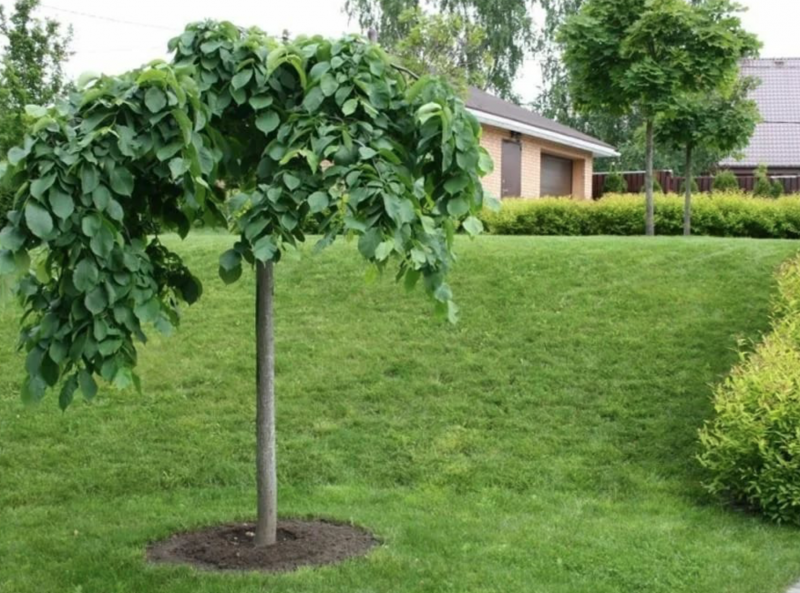 Вяз шершавый pendula