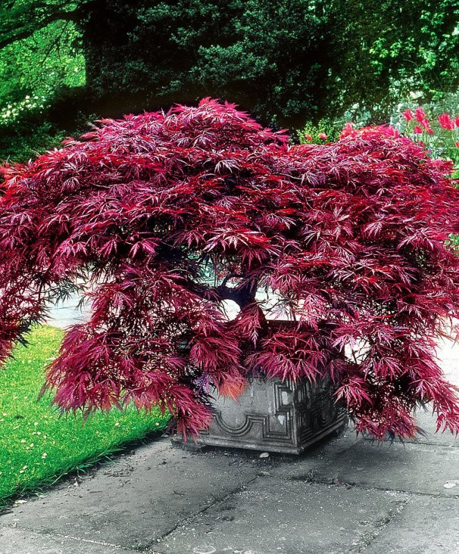 Клён веерный Acer palmatum Atropurpureum