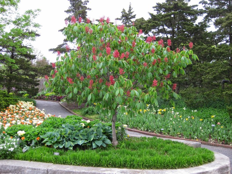 Aesculus Pavia Koehnei