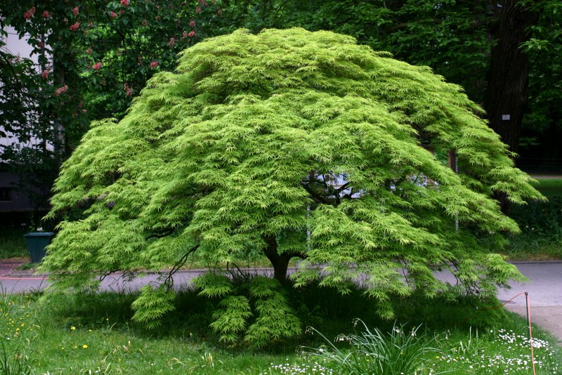 Acer palmatum dissectum