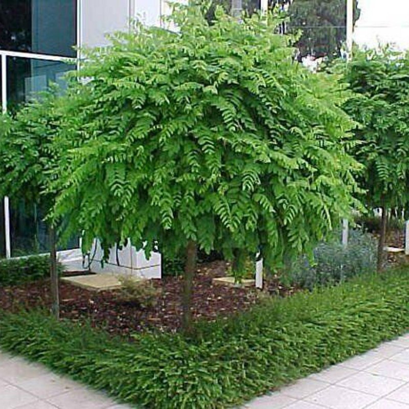 Робиния псевдоакация Umbraculifera