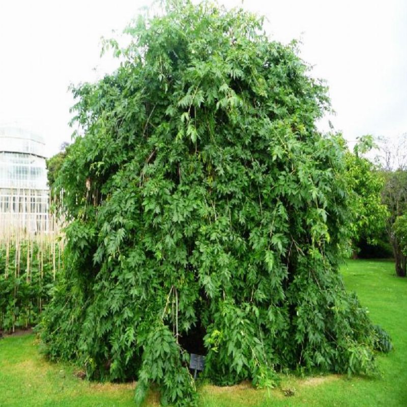 Ясень обыкновенный Пендула (pendula)