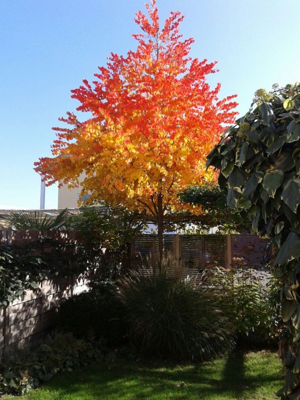Cercidiphyllum japonicum багряник японский