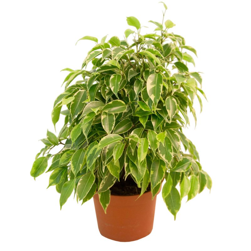 Фикус benjamina