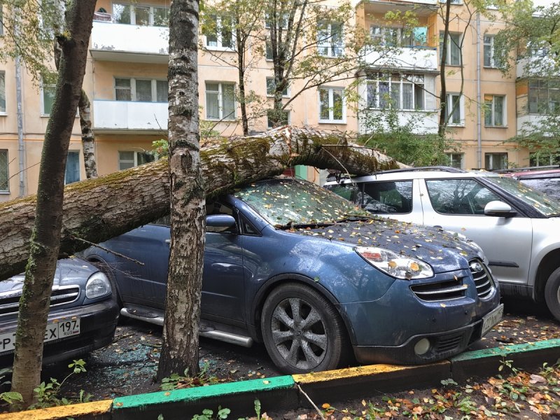 Парковка во дворе деревья