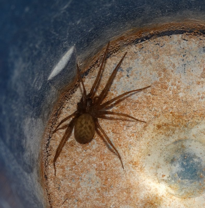 Tegenaria Agrestis Луговой паук
