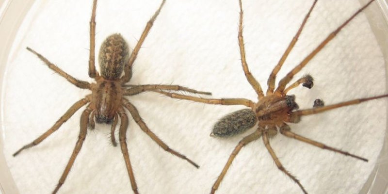 Домовый паук Tegenaria domestica