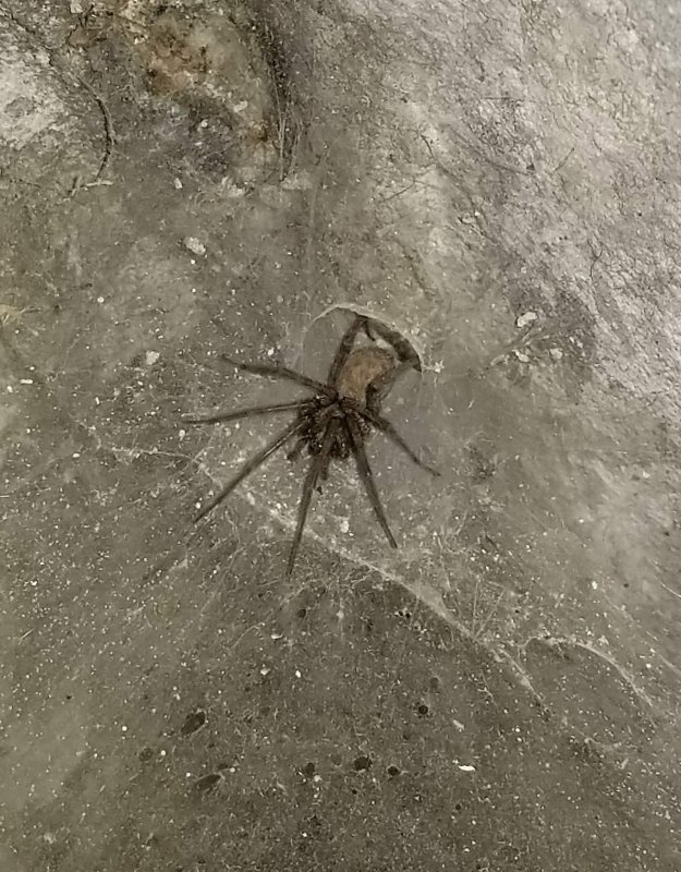 Домовый паук Tegenaria domestica