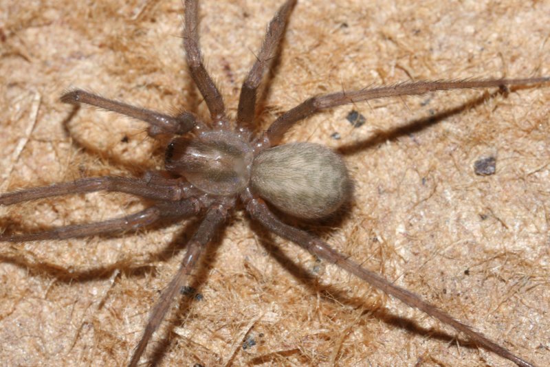 Домовый паук Tegenaria domestica