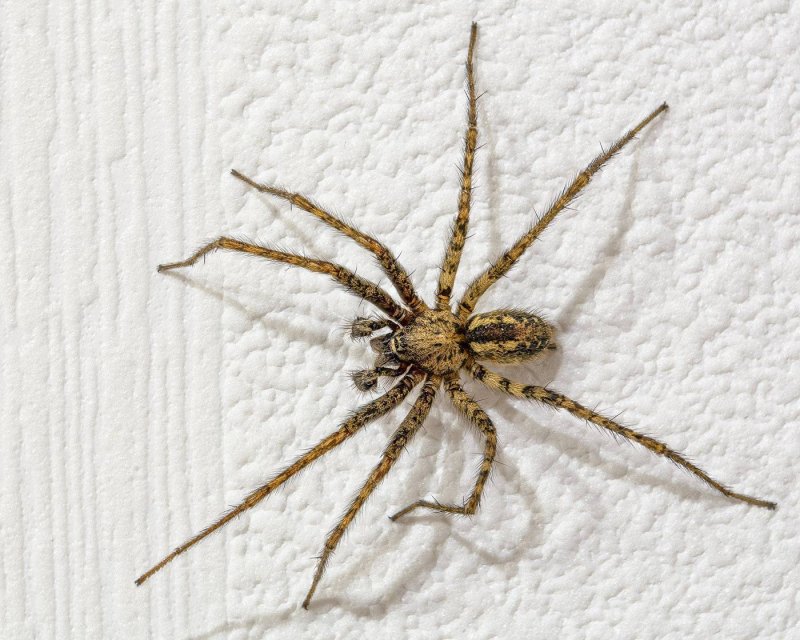 Домовый паук Tegenaria domestica