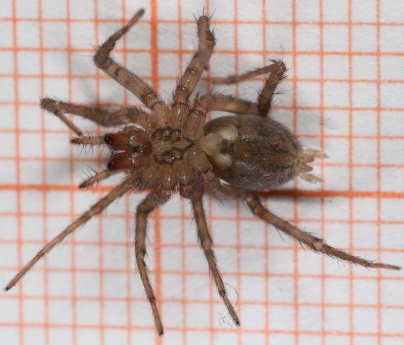 Tegenaria domestica паук