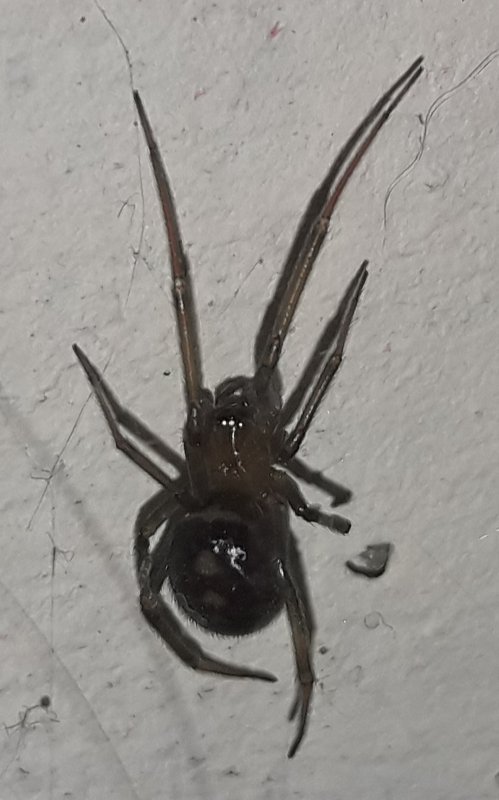 Eratigena atrica паук