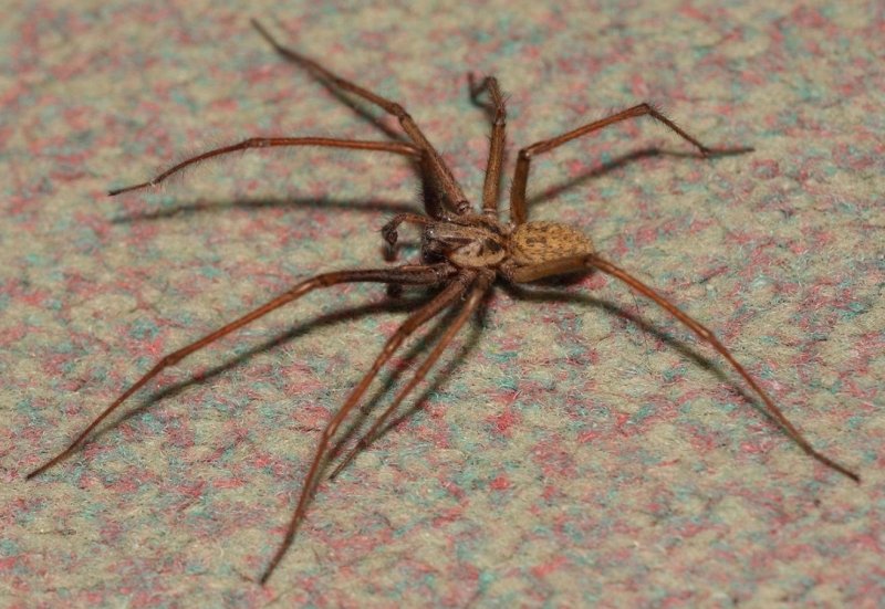 Домовой паук Tegenaria domestica черный
