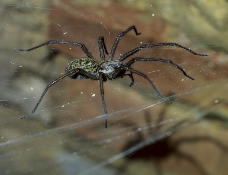 Tegenaria Agrestis паук Бродяга