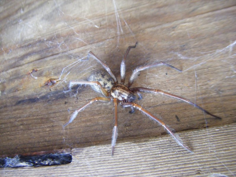 Домовый паук Tegenaria