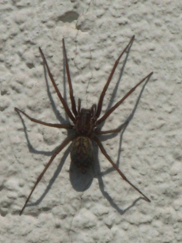 Паук Chromatopelma cyaneopubescens