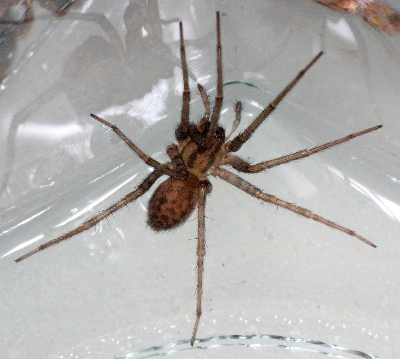 Tegenaria Agrestis