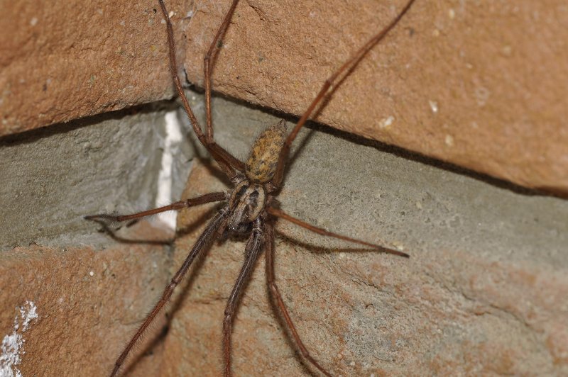 Tegenaria gigantea