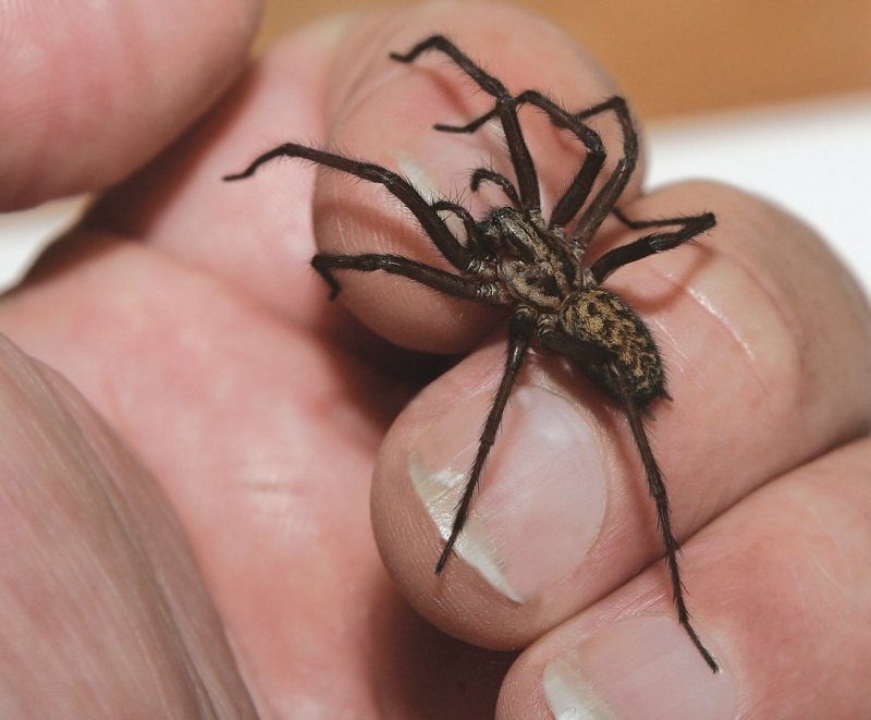 Паук giant House Spider. Tegenaria gigantea