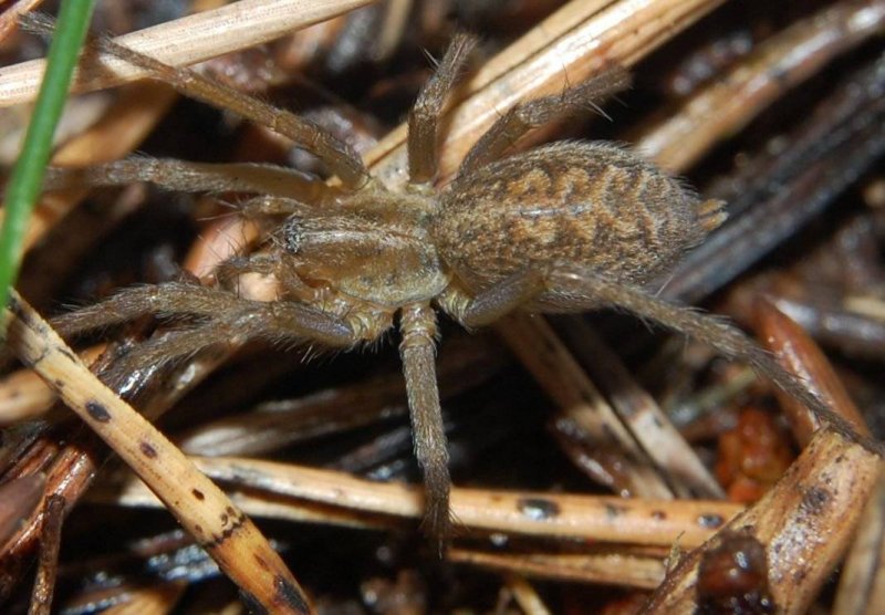 Tegenaria Agrestis паук
