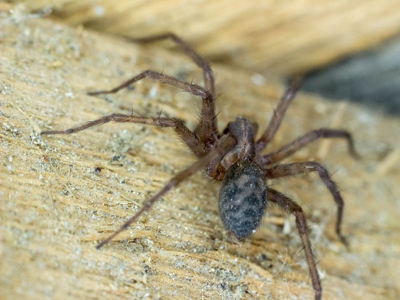 Tegenaria Agrestis паук Бродяга