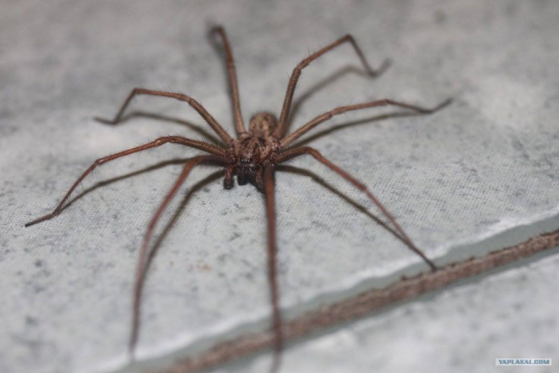 Tegenaria domestica паук самец